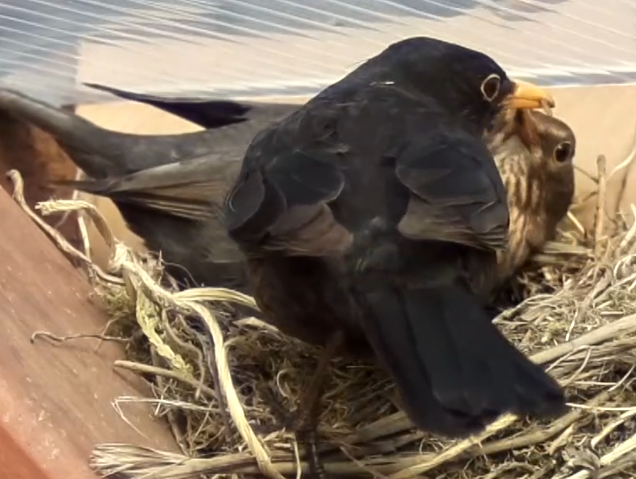 Kosaci_2021-04-30 093115